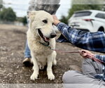 Rocco - Male German Shepherd Dog Dog for Adoption - Small photo
