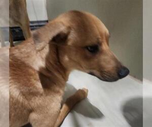 Mutt Dogs for adoption in Bakersfield, CA, USA