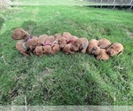 Small Photo #5 Vizsla Puppy For Sale in ABILENE, TX, USA