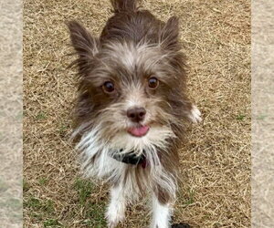 Mutt Dogs for adoption in Spring Lake, NC, USA