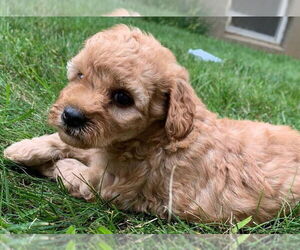 Golden Retriever Dogs for adoption in Studio City, CA, USA