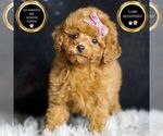 Puppy Teacup Pattie Poodle (Miniature)