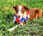 Small #6 Border Collie