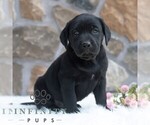 Small Labrador Retriever