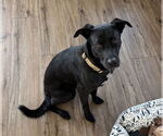 Small #2 Labrador Retriever Mix