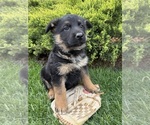 Small #3 German Shepherd Dog