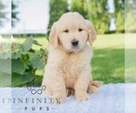 Small #2 Golden Retriever