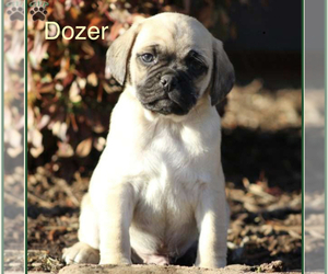 Puggle Puppy for sale in DILLWYN, VA, USA