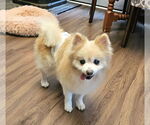 Small #1 Pomeranian