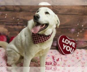Anatolian Pyrenees Dogs for adoption in Placerville, CA, USA