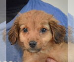 Small #4 Australian Shepherd Mix