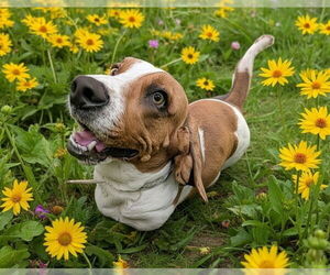 Basset Hound Dogs for adoption in Denver, CO, USA