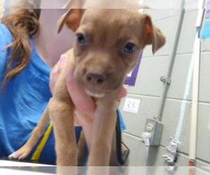 Mutt Dogs for adoption in Tulsa, OK, USA