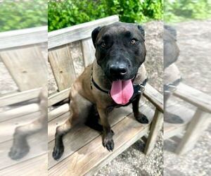 Mutt Dogs for adoption in Elmsford, NY, USA