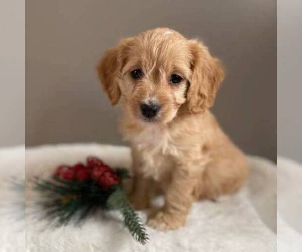 Medium Photo #1 Cavapoo-Poodle (Miniature) Mix Puppy For Sale in MIDDLESEX, NY, USA