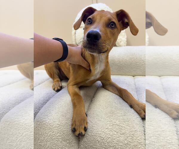 Medium Photo #4 Mutt Puppy For Sale in miami, FL, USA