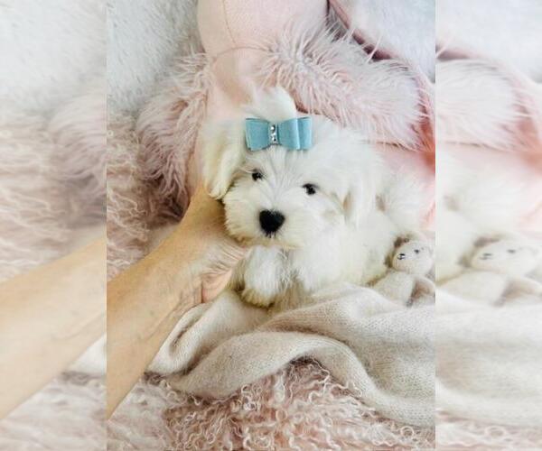 Medium Photo #1 Maltese Puppy For Sale in NAPLES, FL, USA