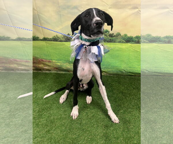 Medium Photo #1 Great Dane-Pointer Mix Puppy For Sale in Euless, TX, USA