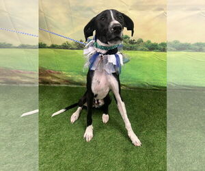 Great Dane-Pointer Mix Dogs for adoption in Euless, TX, USA