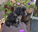 Puppy 6 Aussiedoodle