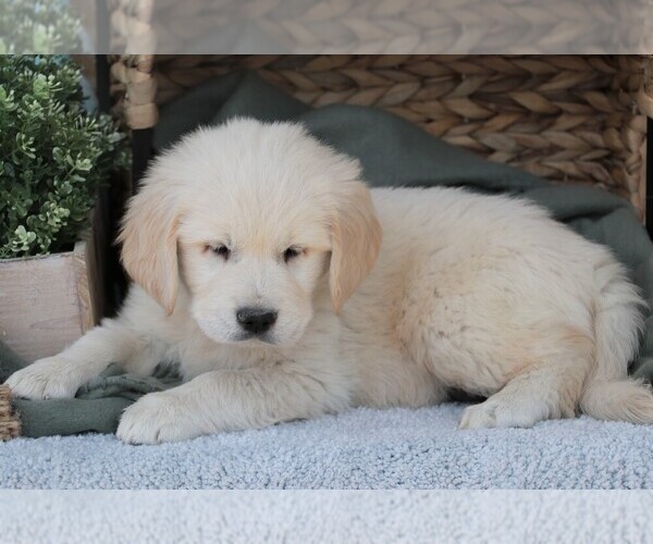 Medium Photo #11 Golden Retriever Puppy For Sale in SYRACUSE, IN, USA