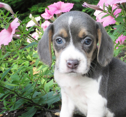 Beagle Puppy for sale in WOMELSDORF, PA, USA
