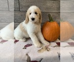 Small Photo #15 Poodle (Standard) Puppy For Sale in RICHMOND, IL, USA