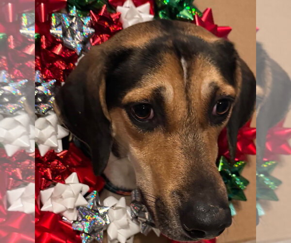 Medium Photo #10 Treeing Walker Coonhound-Unknown Mix Puppy For Sale in Germantown, OH, USA