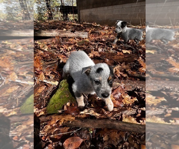 Medium Photo #2 Australian Cattle Dog Puppy For Sale in OREGON HOUSE, CA, USA