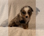 Puppy Violet Australian Shepherd