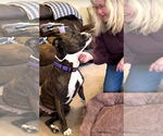 Small #2 American Staffordshire Terrier Mix