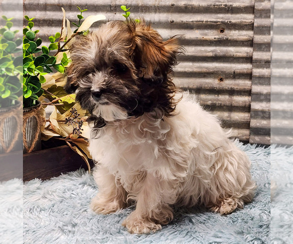 Medium Photo #3 Havapoo Puppy For Sale in CAPAC, MI, USA