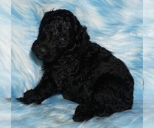 Labradoodle Puppy for sale in LA HABRA, CA, USA