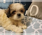 Small Photo #4 Zuchon Puppy For Sale in SHAWNEE, KS, USA