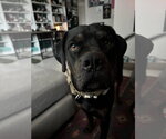 TANK #10 - Male Rottweiler-Unknown Mix Dog for Adoption - Small photo