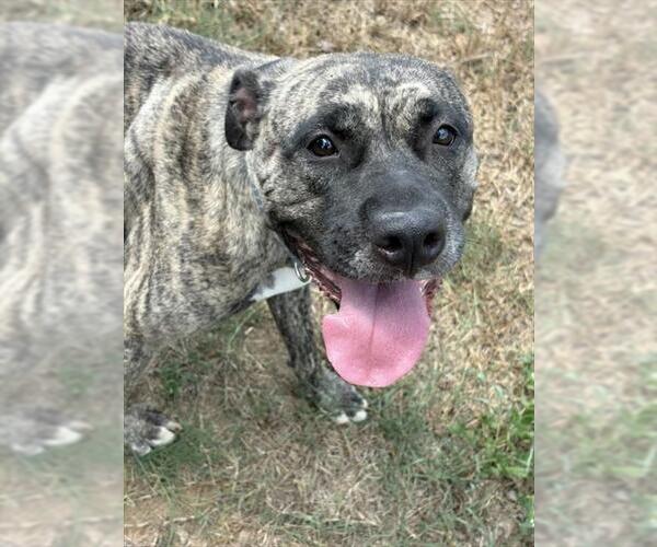 Medium Photo #1 Mutt Puppy For Sale in Augusta, GA, USA