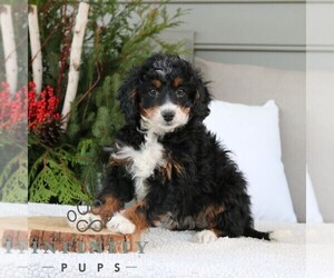 Bernedoodle (Miniature) Puppy for sale in NARVON, PA, USA