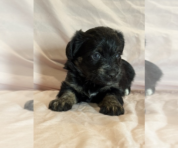 Medium Photo #13 Corgipoo Puppy For Sale in LONGMONT, CO, USA