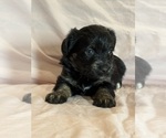 Kitten - Female Corgipoo Puppy for Sale - Photo #13