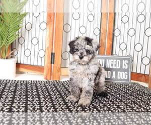 Poodle (Miniature) Puppy for sale in NAPLES, FL, USA