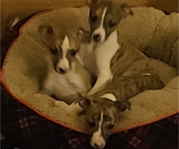 Medium Photo #1 Whippet Puppy For Sale in STANWOOD, WA, USA