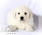 Small English Cream Golden Retriever