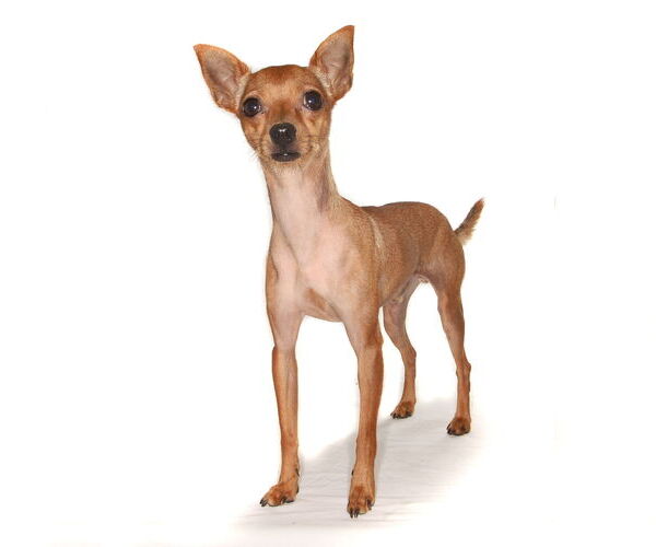 Medium Photo #2 Chihuahua Puppy For Sale in Oakland Park, FL, USA