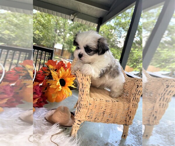 View Ad Jatzu Litter of Puppies for Sale near Texas, CONROE, USA. ADN