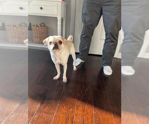 Pug Dogs for adoption in Indianapolis, IN, USA