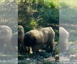 Small #5 Bouvier Des Flandres