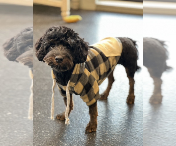 Medium Photo #7 Yorkipoo Puppy For Sale in WARSAW, IN, USA