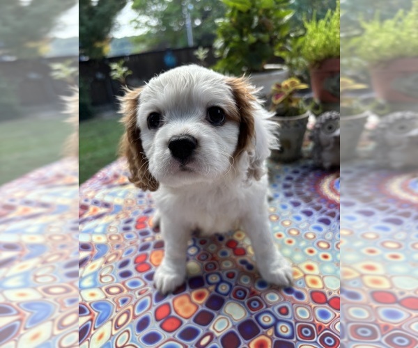 Medium Photo #2 Cavachon Puppy For Sale in OLYMPIA, WA, USA