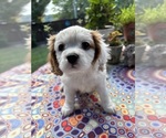 Small #1 Cavachon