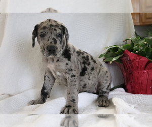 Great Dane Puppy for sale in SHILOH, OH, USA